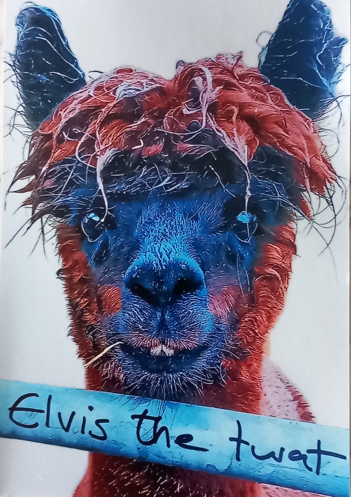 Elvis the twat fridge magnet