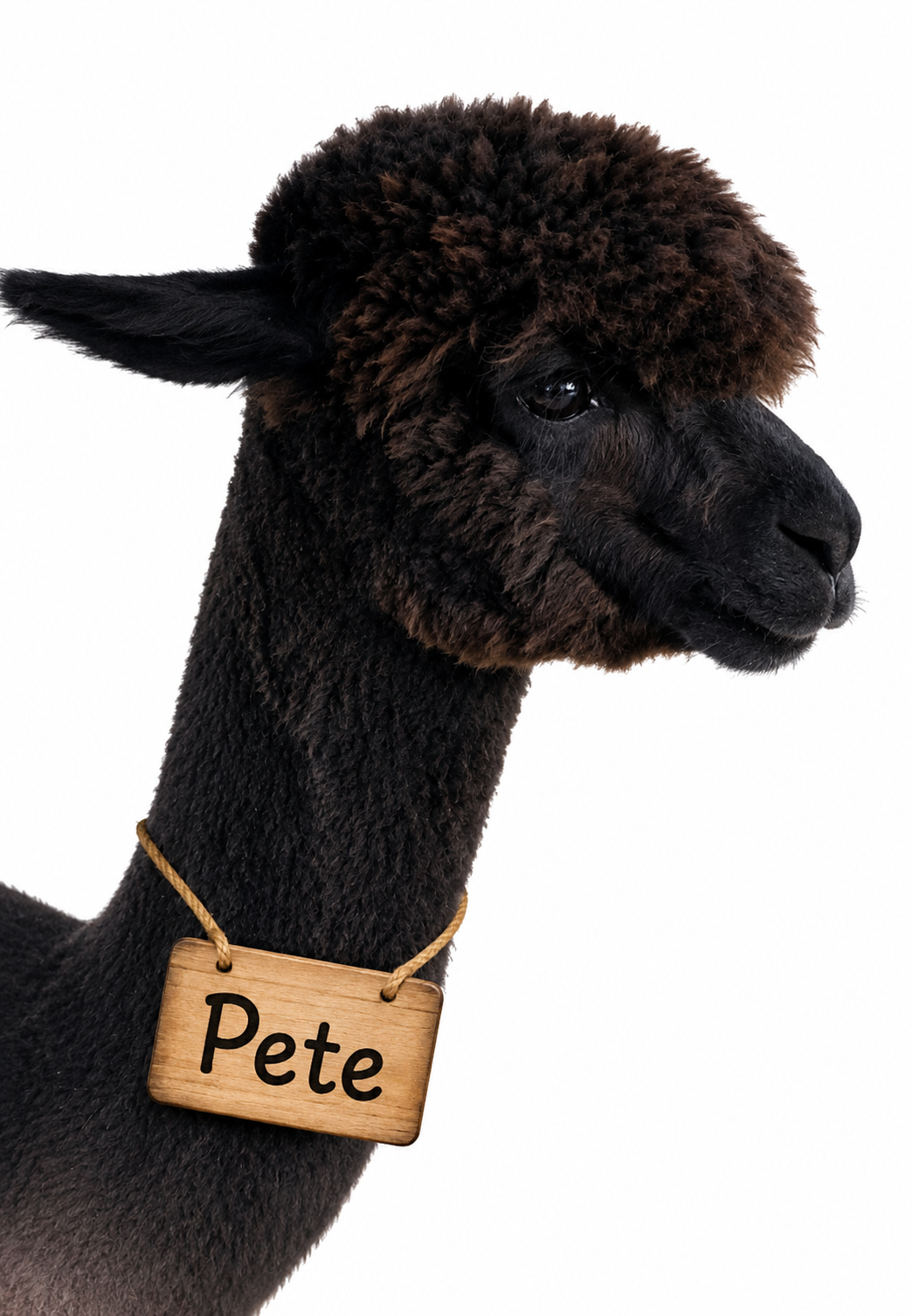 Fridge Magnet Pete