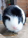 Oreo the Guinea pig magnet