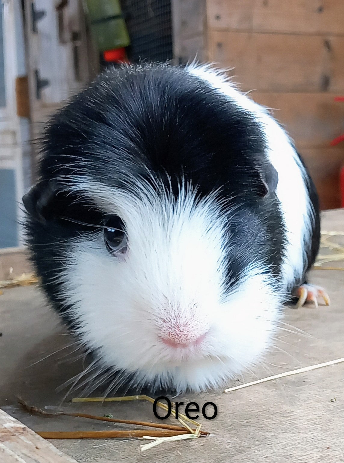 Oreo the Guinea pig magnet