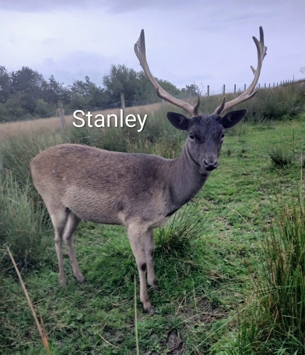 Stanley the stag magnet