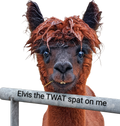 Elvis the TWAT spat on me magnet