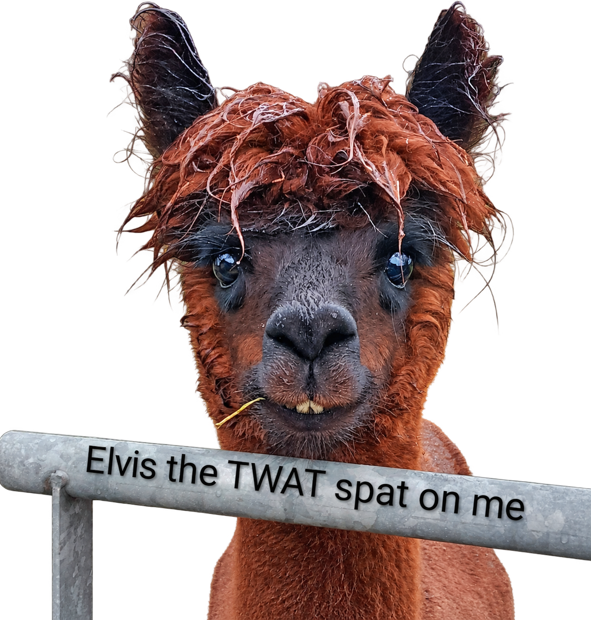 Elvis the TWAT spat on me magnet