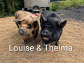 Louise and Thelma magnet