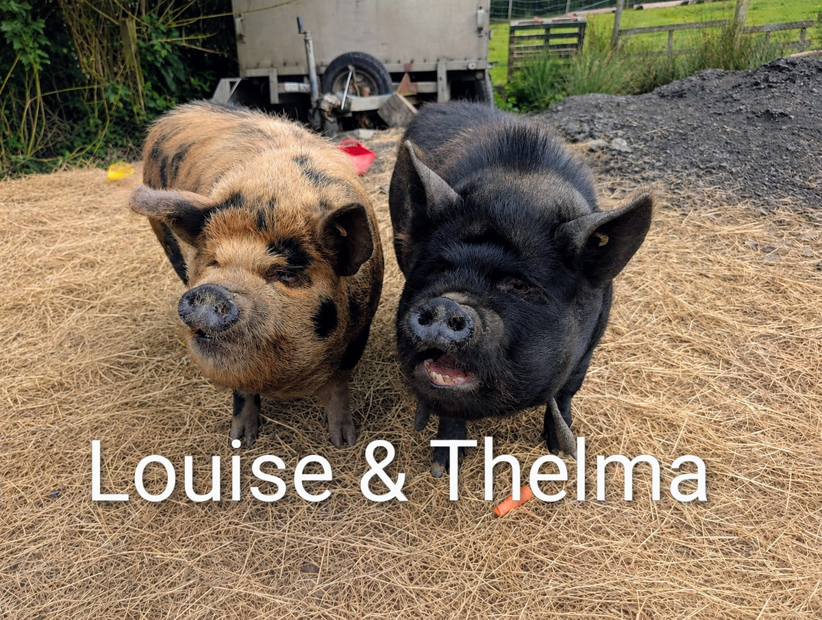 Louise and Thelma magnet