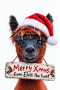 Merry Xmas from Elvis the twat magnet