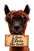 Fridge Magnet, I love Elvis the twat