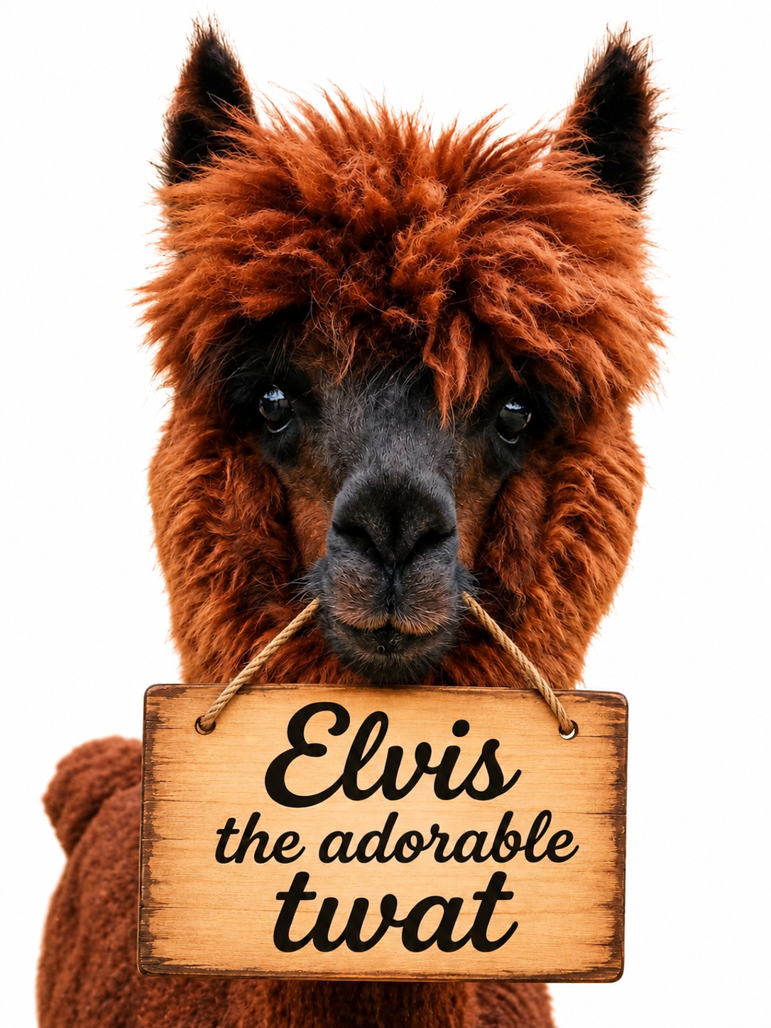 Fridge Magnet, Elvis the adorable twat