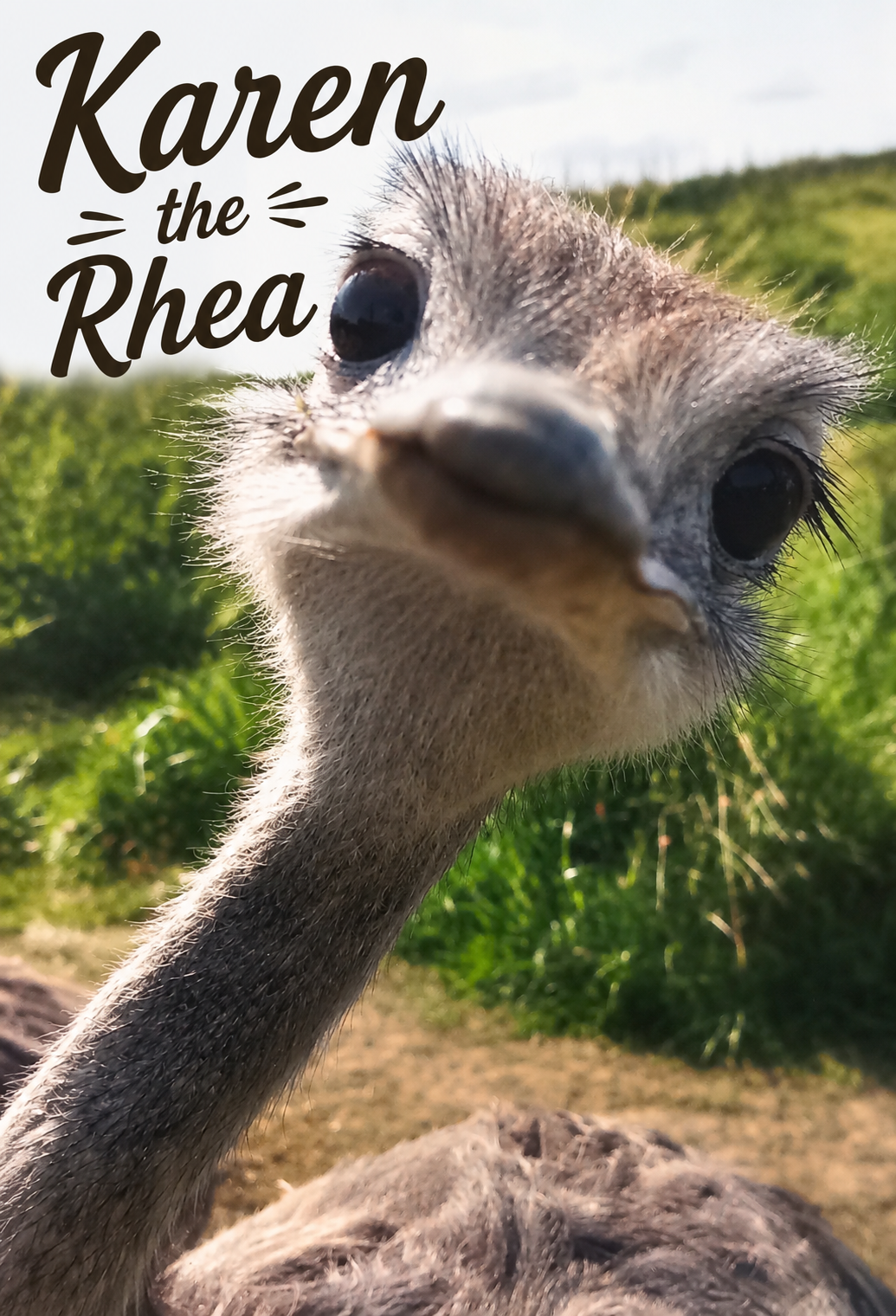 Fridge Magnet Karen the Rhea