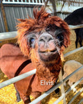 Elvis the Alpaca magnet